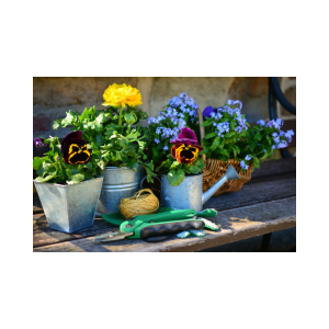 Read more about the article Gardening Tips